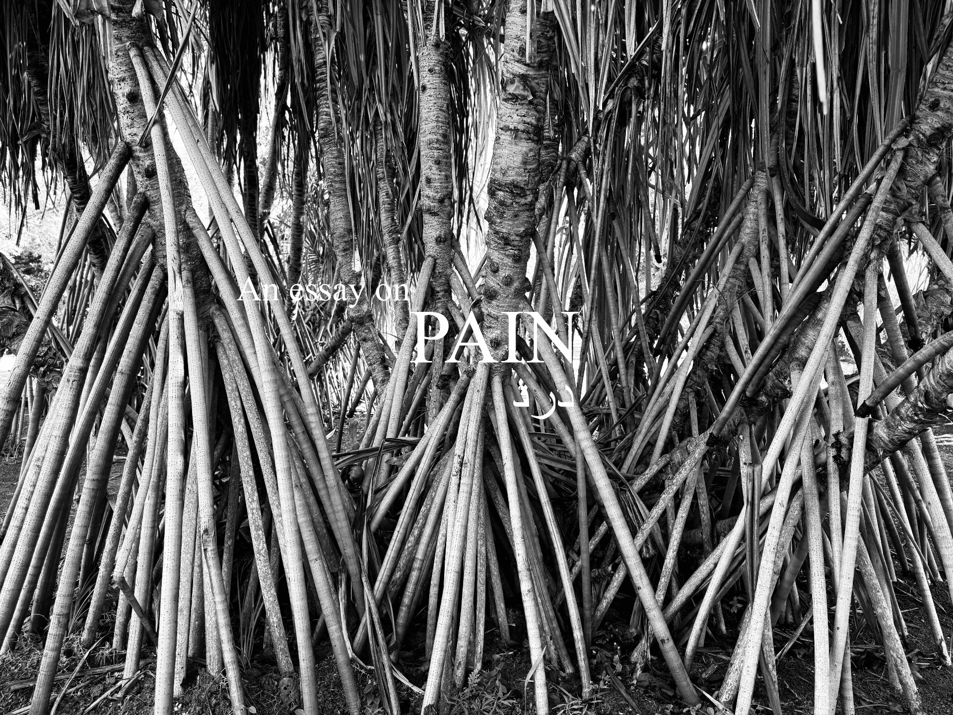 An essay on Pain — black and white photograph of pandanus prop roots